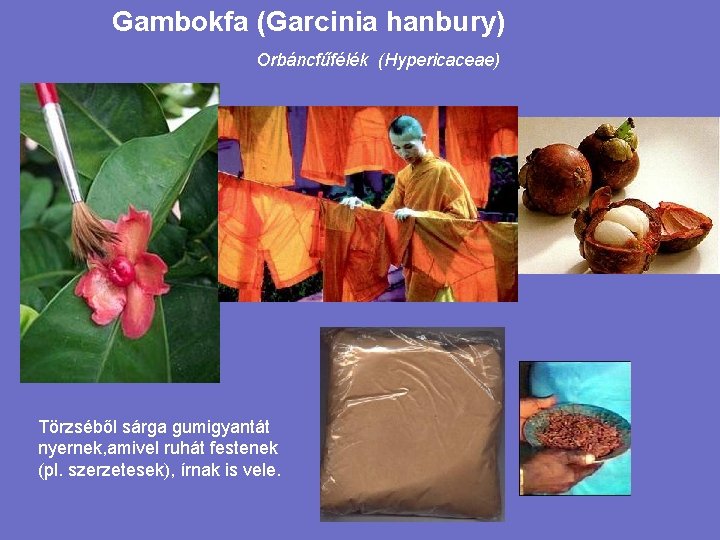 Gambokfa (Garcinia hanbury) Orbáncfűfélék (Hypericaceae) Törzséből sárga gumigyantát nyernek, amivel ruhát festenek (pl. szerzetesek),