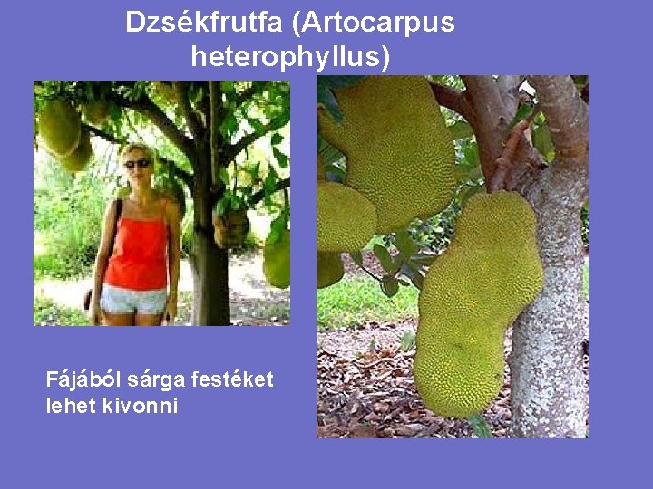 Dzsékfrutfa (Artocarpus heterophyllus) Fájából sárga festéket lehet kivonni 