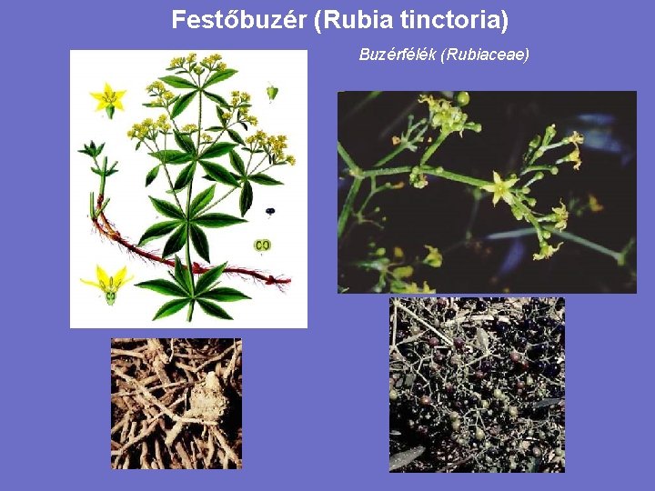 Festőbuzér (Rubia tinctoria) Buzérfélék (Rubiaceae) 