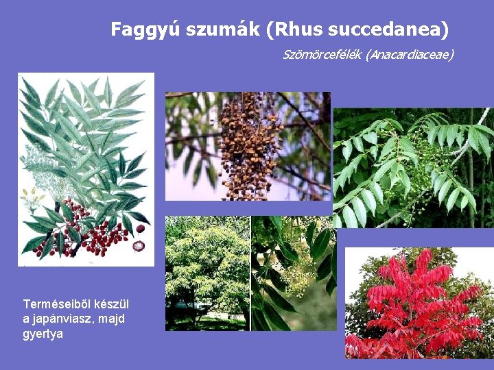 Faggyú szumák (Rhus succedanea) Szömörcefélék (Anacardiaceae) Terméseiből készül a japánviasz, majd gyertya 