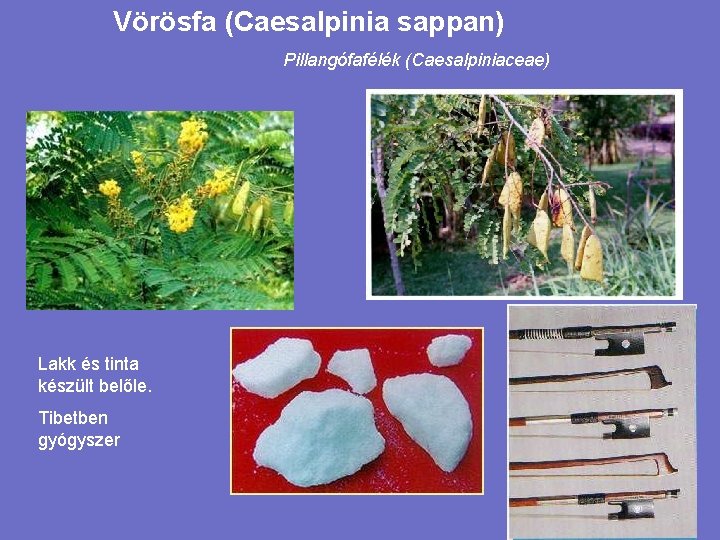 Vörösfa (Caesalpinia sappan) Pillangófafélék (Caesalpiniaceae) Lakk és tinta készült belőle. Tibetben gyógyszer 