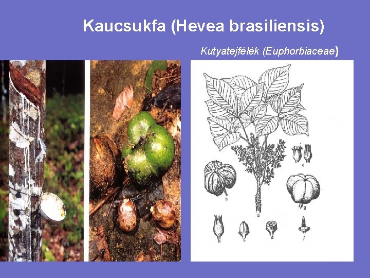 Kaucsukfa (Hevea brasiliensis) Kutyatejfélék (Euphorbiaceae) 