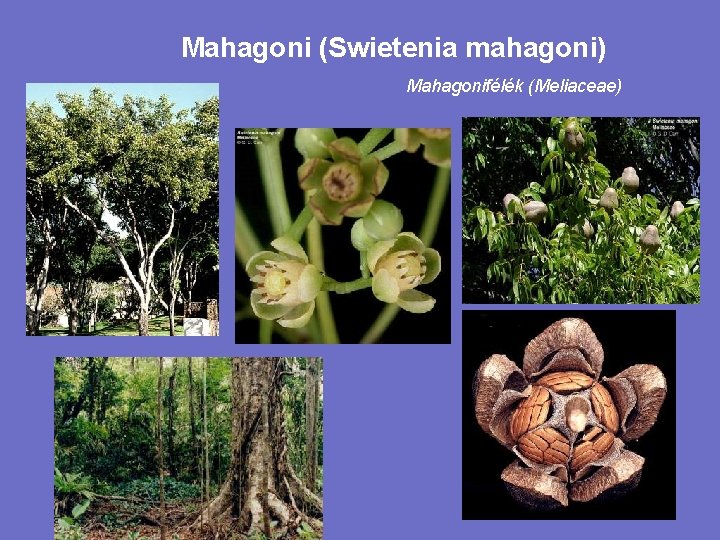 Mahagoni (Swietenia mahagoni) Mahagonifélék (Meliaceae) 