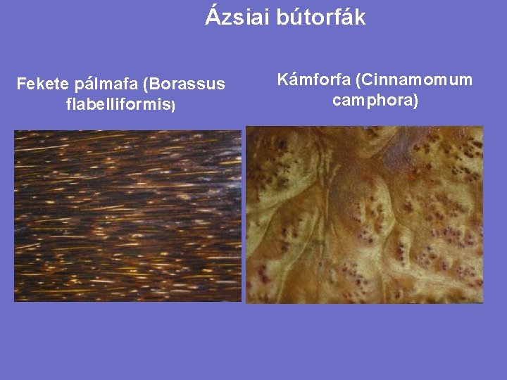 Ázsiai bútorfák Fekete pálmafa (Borassus flabelliformis) Kámforfa (Cinnamomum camphora) 