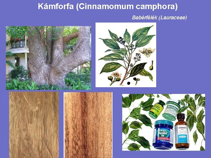 Kámforfa (Cinnamomum camphora) Babérfélék (Lauraceae) 