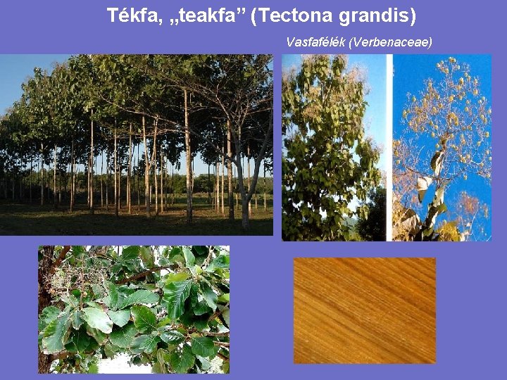 Tékfa, „teakfa” (Tectona grandis) Vasfafélék (Verbenaceae) 