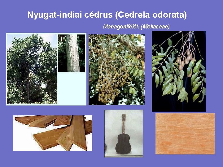 Nyugat-indiai cédrus (Cedrela odorata) Mahagonifélék (Meliaceae) 