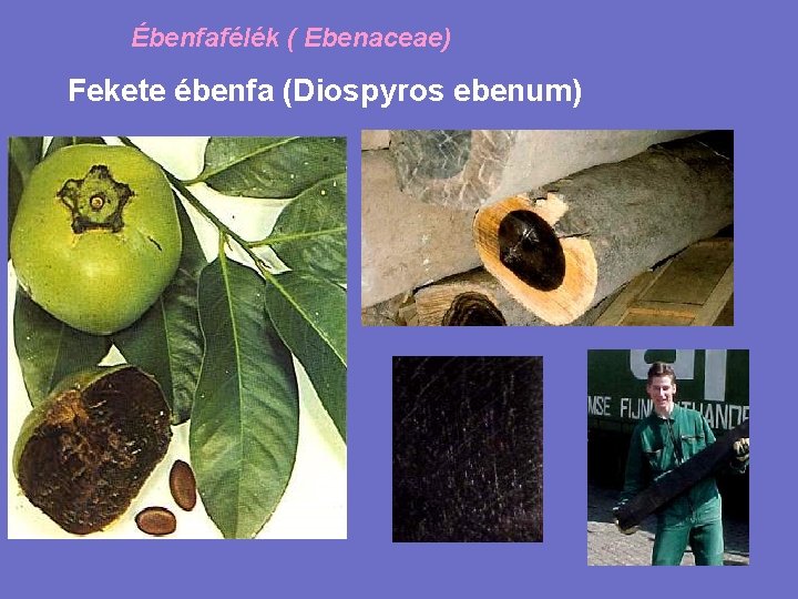 Ébenfafélék ( Ebenaceae) Fekete ébenfa (Diospyros ebenum) 