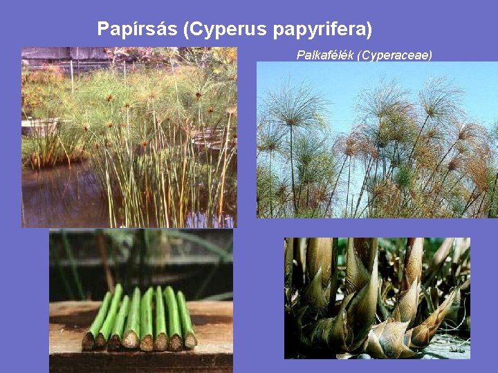 Papírsás (Cyperus papyrifera) Palkafélék (Cyperaceae) 