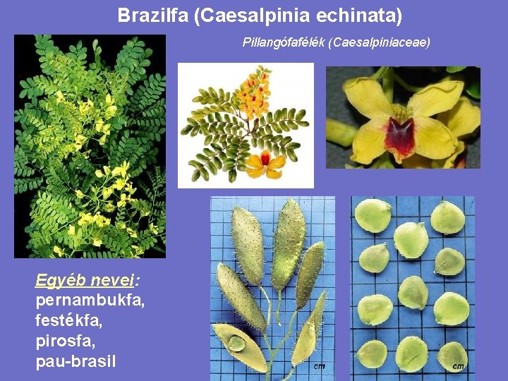 Brazilfa (Caesalpinia echinata) Pillangófafélék (Caesalpiniaceae) Egyéb nevei: pernambukfa, festékfa, pirosfa, pau-brasil 