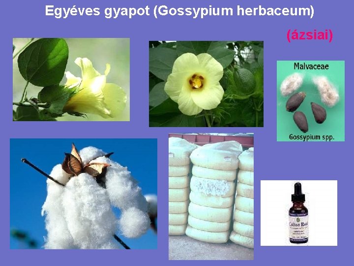 Egyéves gyapot (Gossypium herbaceum) (ázsiai) 