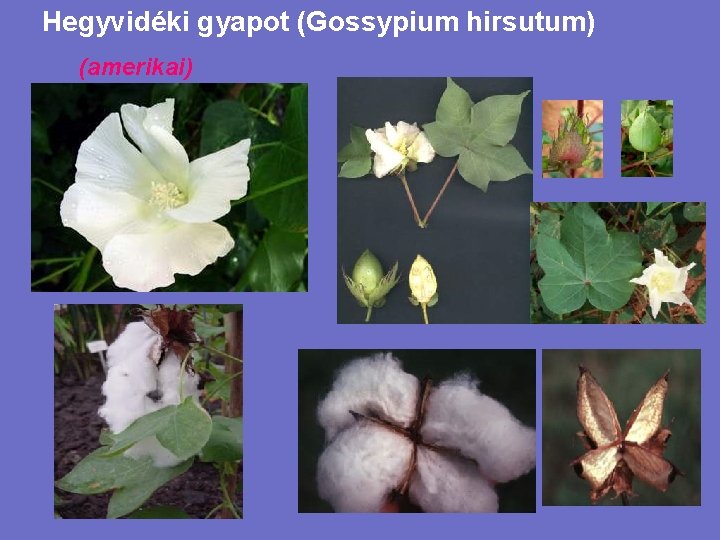 Hegyvidéki gyapot (Gossypium hirsutum) (amerikai) 