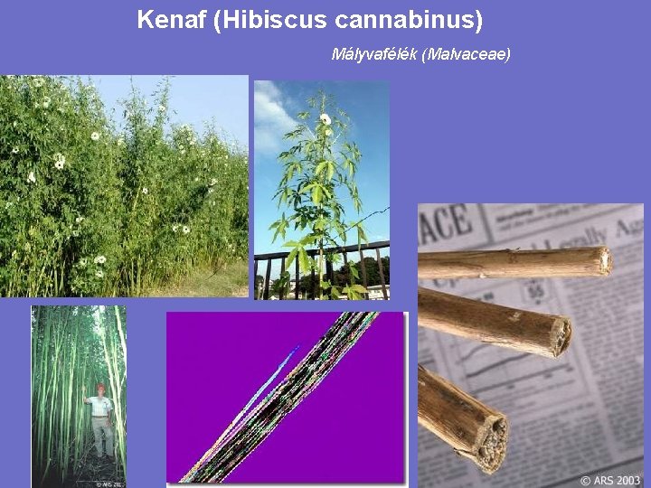 Kenaf (Hibiscus cannabinus) Mályvafélék (Malvaceae) 