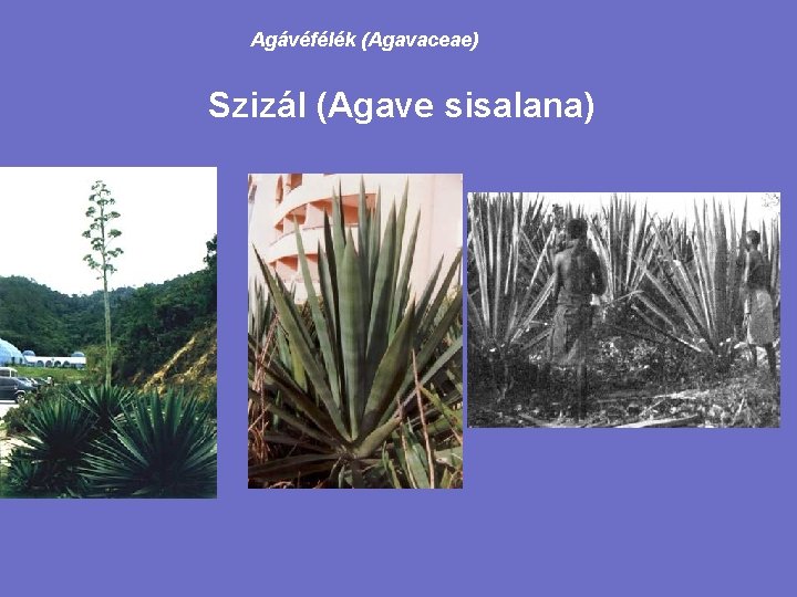 Agávéfélék (Agavaceae) Szizál (Agave sisalana) 