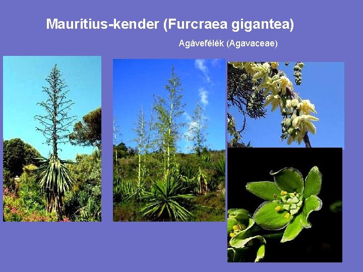 Mauritius-kender (Furcraea gigantea) Agávefélék (Agavaceae) 