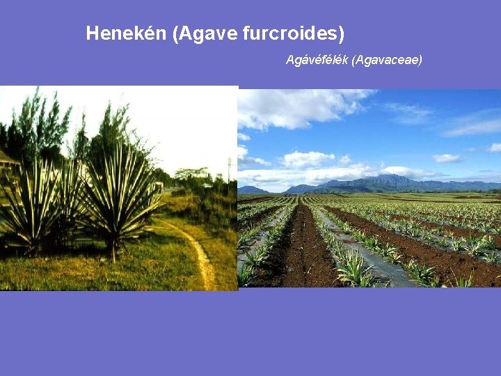 Henekén (Agave furcroides) Agávéfélék (Agavaceae) 