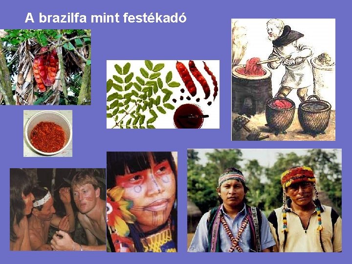 A brazilfa mint festékadó 