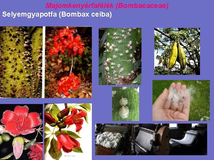 Majomkenyérfafélék (Bombacaceae) Selyemgyapotfa (Bombax ceiba) 