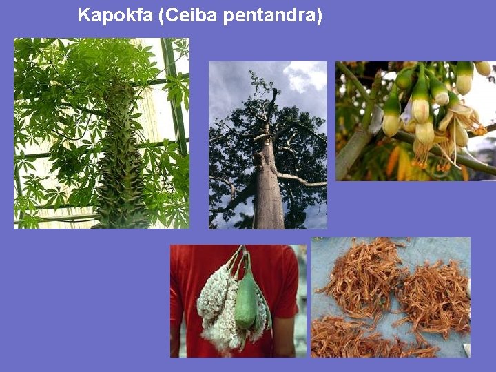 Kapokfa (Ceiba pentandra) 