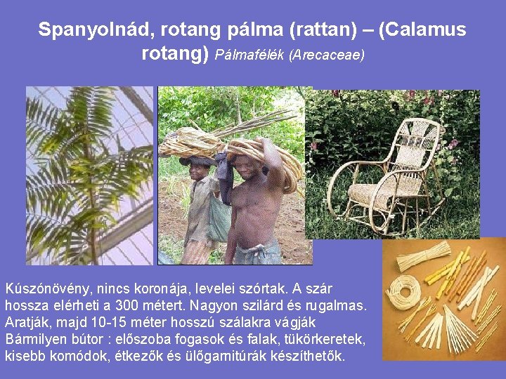 Spanyolnád, rotang pálma (rattan) – (Calamus rotang) Pálmafélék (Arecaceae) Kúszónövény, nincs koronája, levelei szórtak.