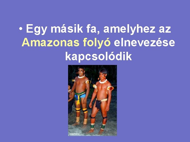  • Egy másik fa, amelyhez az Amazonas folyó elnevezése kapcsolódik 