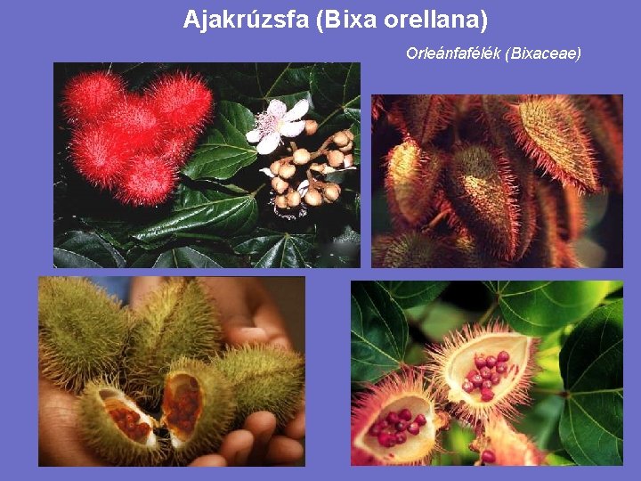 Ajakrúzsfa (Bixa orellana) Orleánfafélék (Bixaceae) 