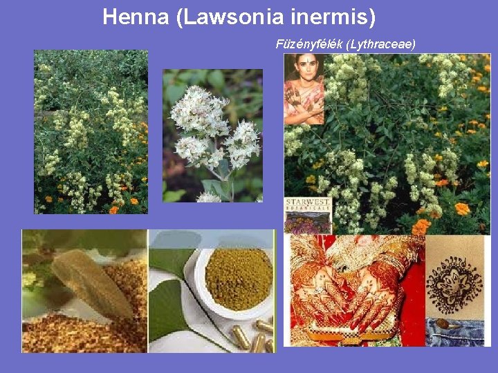 Henna (Lawsonia inermis) Füzényfélék (Lythraceae) 