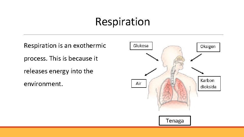 Respiration is an exothermic process. This is because it releases energy into the environment.