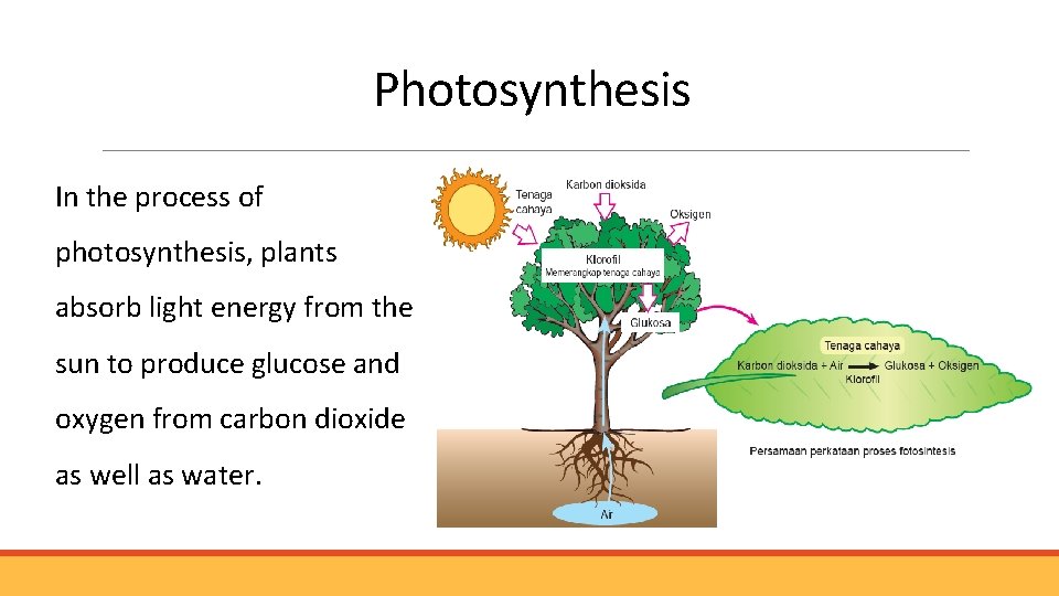 Photosynthesis In the process of photosynthesis, plants absorb light energy from the sun to