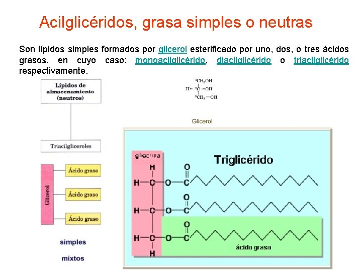 Acilglicéridos, grasa simples o neutras Son lípidos simples formados por glicerol esterificado por uno,