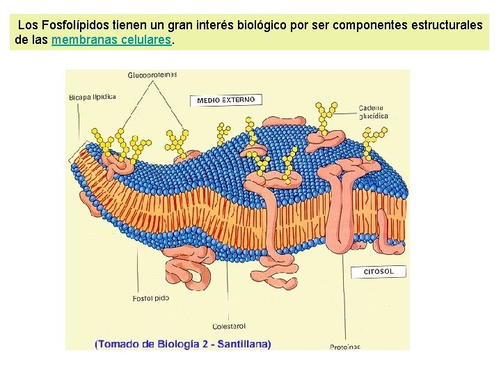 Los Fosfolípidos tienen un gran interés biológico por ser componentes estructurales de las membranas
