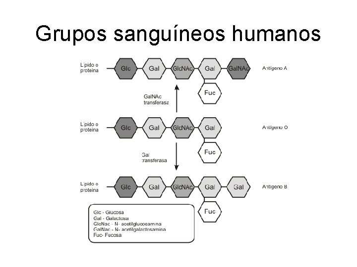 Grupos sanguíneos humanos 