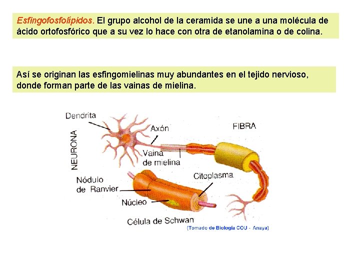 Esfingofosfolípidos. El grupo alcohol de la ceramida se une a una molécula de ácido