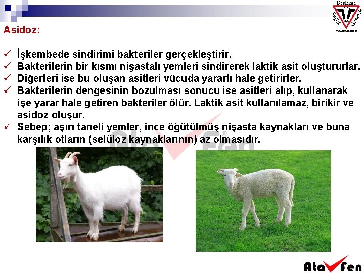 Asidoz: ü ü İşkembede sindirimi bakteriler gerçekleştirir. Bakterilerin bir kısmı nişastalı yemleri sindirerek laktik