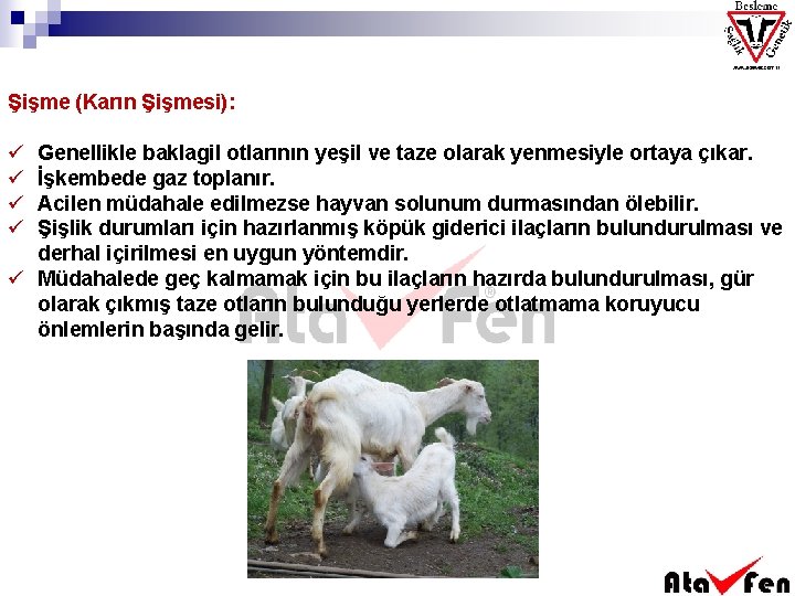 Şişme (Karın Şişmesi): ü ü Genellikle baklagil otlarının yeşil ve taze olarak yenmesiyle ortaya