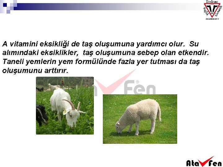 A vitamini eksikliği de taş oluşumuna yardımcı olur. Su alımındaki eksiklikler, taş oluşumuna sebep