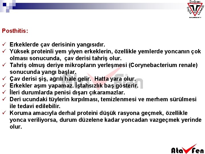 Posthitis: ü Erkeklerde çav derisinin yangısıdır. ü Yüksek proteinli yem yiyen erkeklerin, özellikle yemlerde