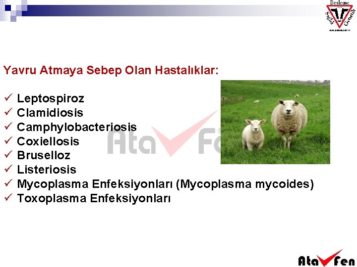 Yavru Atmaya Sebep Olan Hastalıklar: ü ü ü ü Leptospiroz Clamidiosis Camphylobacteriosis Coxiellosis Bruselloz