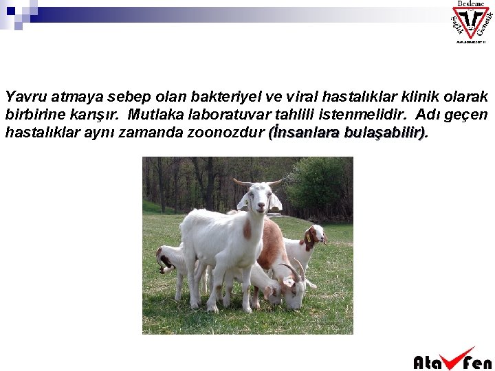 Yavru atmaya sebep olan bakteriyel ve viral hastalıklar klinik olarak birbirine karışır. Mutlaka laboratuvar