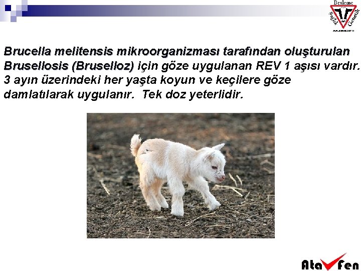 Brucella melitensis mikroorganizması tarafından oluşturulan Brusellosis (Bruselloz) için göze uygulanan REV 1 aşısı vardır.