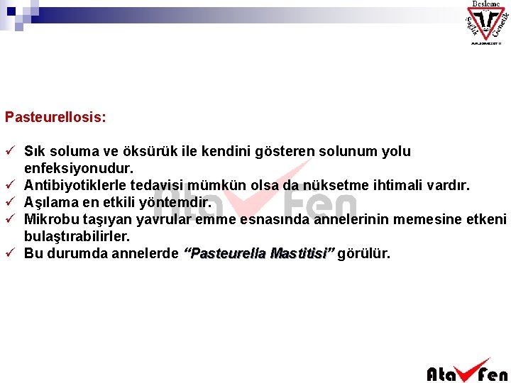 Pasteurellosis: ü Sık soluma ve öksürük ile kendini gösteren solunum yolu enfeksiyonudur. ü Antibiyotiklerle