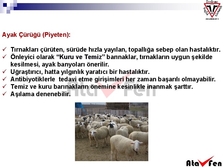 Ayak Çürüğü (Piyeten): ü Tırnakları çürüten, sürüde hızla yayılan, topallığa sebep olan hastalıktır. ü