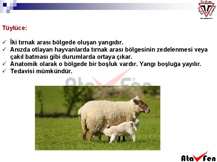 Tüylüce: ü İki tırnak arası bölgede oluşan yangıdır. ü Anızda otlayan hayvanlarda tırnak arası