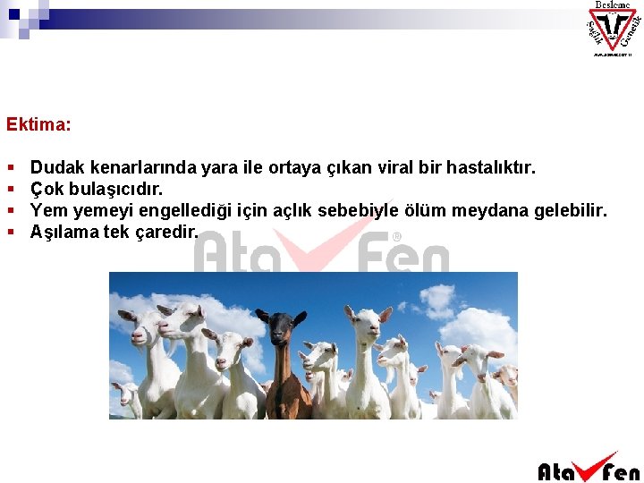 Ektima: § § Dudak kenarlarında yara ile ortaya çıkan viral bir hastalıktır. Çok bulaşıcıdır.