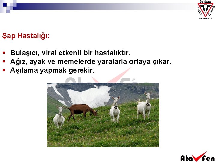 Şap Hastalığı: § Bulaşıcı, viral etkenli bir hastalıktır. § Ağız, ayak ve memelerde yaralarla