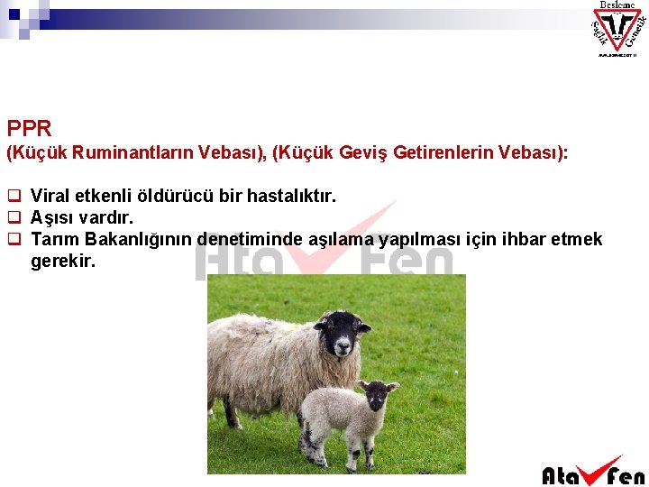 PPR (Küçük Ruminantların Vebası), (Küçük Geviş Getirenlerin Vebası): q Viral etkenli öldürücü bir hastalıktır.