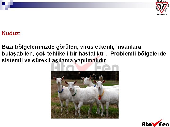 Kuduz: Bazı bölgelerimizde görülen, virus etkenli, insanlara bulaşabilen, çok tehlikeli bir hastalıktır. Problemli bölgelerde