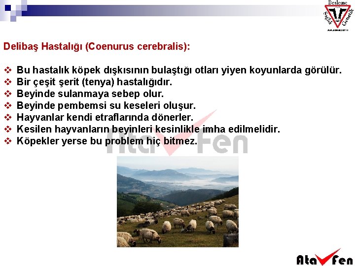 Delibaş Hastalığı (Coenurus cerebralis): v v v v Bu hastalık köpek dışkısının bulaştığı otları