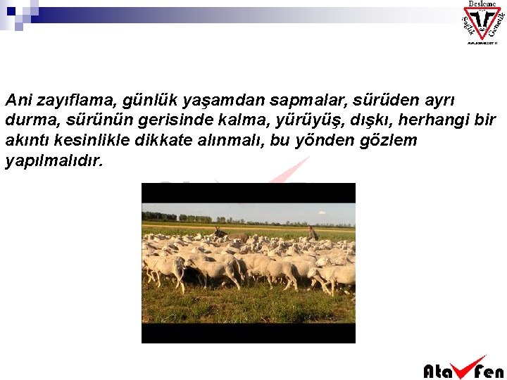 Ani zayıflama, günlük yaşamdan sapmalar, sürüden ayrı durma, sürünün gerisinde kalma, yürüyüş, dışkı, herhangi