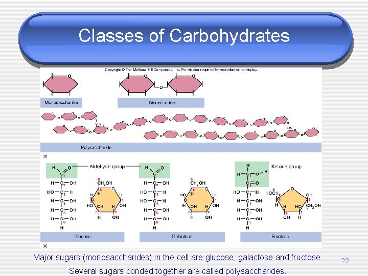 Classes of Carbohydrates Major sugars (monosaccharides) in the cell are glucose, galactose and fructose.